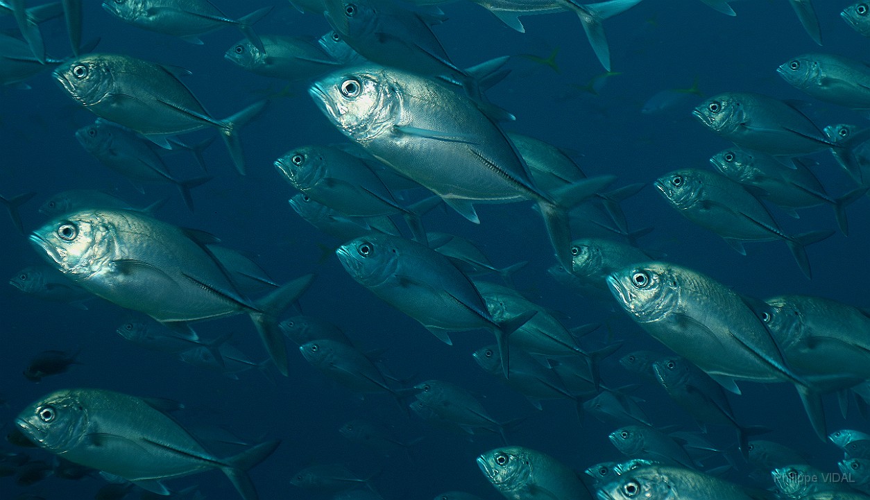 Thailand 2015 - Ko Tao - Carangues Voraces - Caranx sexfasciatus _IMG_3722_rc.jpg